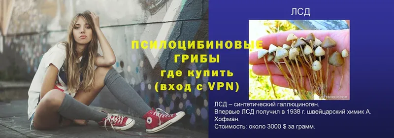 Псилоцибиновые грибы ЛСД  shop клад  Дальнереченск 